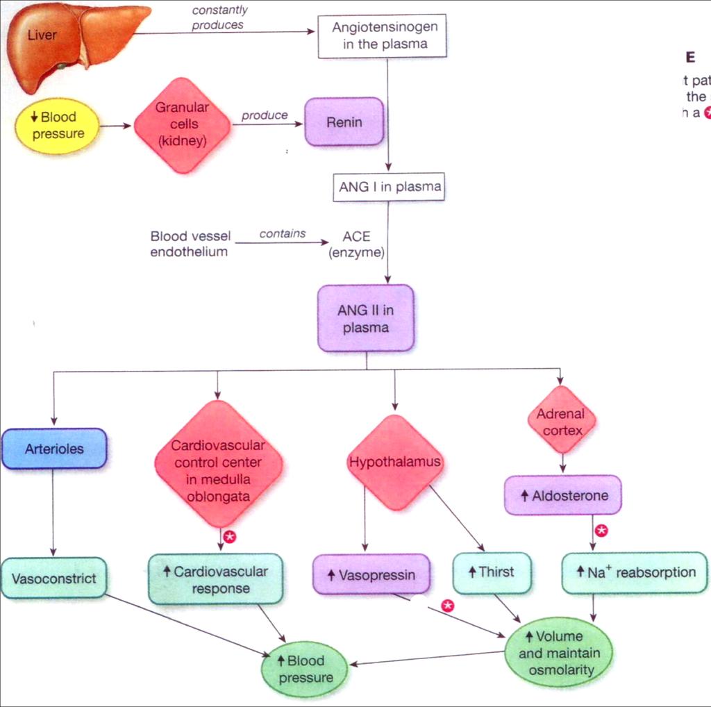 BIPN100 F15 Human Physiology (Kristan) Lecture 18: Endocrine control of renal function. p. 7 Fig. 18.11. Functional summary of the RAAS. (Fig. 20-13 in Silverthorn, 5th 2.