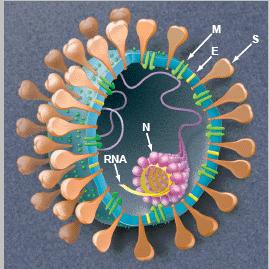 Coronaviruses Glycoproteins of envelope: M Membrane S Spike E Envelope Genome: + sense RNA