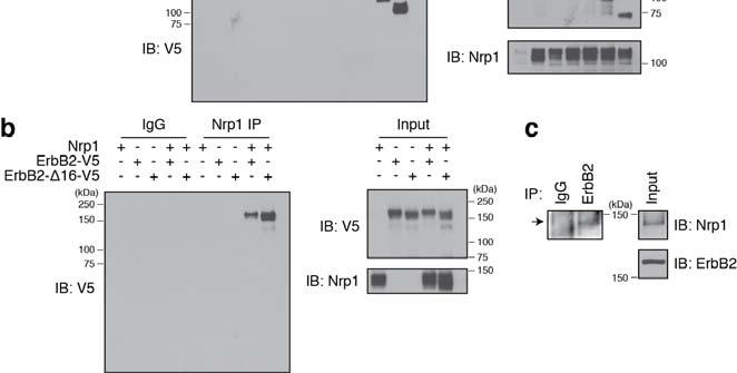 protein. The shortest truncation of ErbB2 (T3) still interacts with Nrp1, while a complete loss of the extracellular domain completely abrogates this interaction.