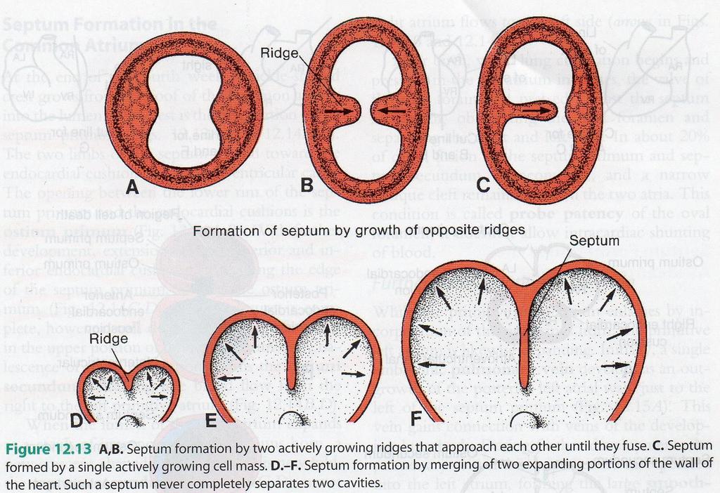 Formation of Cardiac Septa