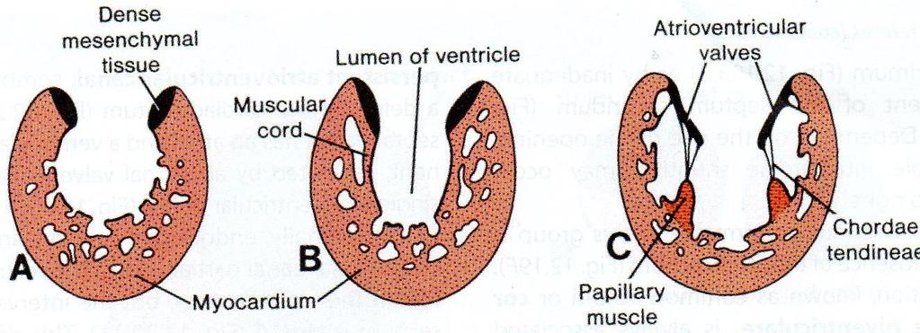 Formation of Atrioventricular Valves After the atrioventricular endocardial cushions fuse, each atrioventricular orifice