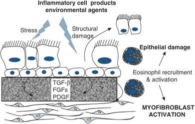Epithelial-Mesenchymal Trophic Unit IL-13 stimulates epithelial cells to release