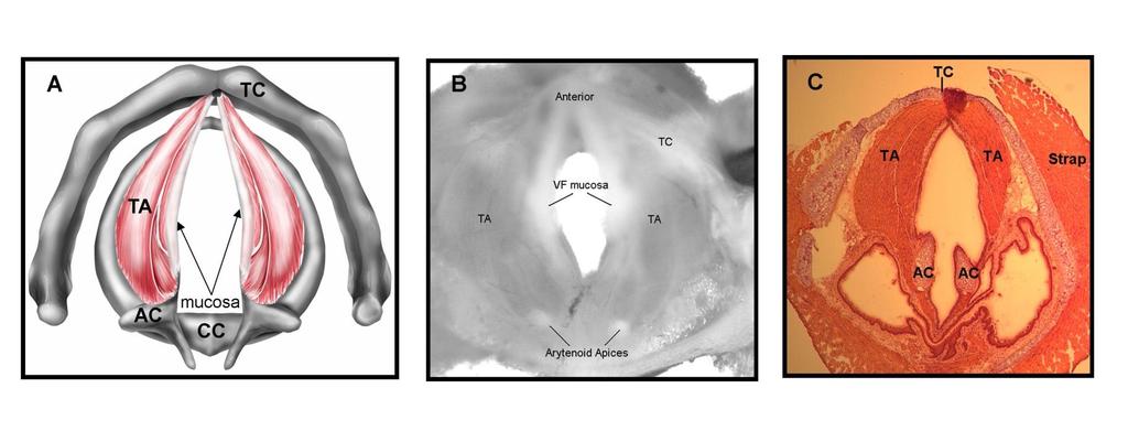 Thomas, L.B., Stemple, J.C., Andreatta, R.A., & Andrade, F.H. (2009). Establishing a New Animal Model for the Study of Laryngeal Bio Thomas, L.B., Stemple, J.C., Andreatta, R.A., & Andrade, F.H. (2009). Establishing a New Animal Model for the Study of Laryngeal Bio Thomas, L.B., Stemple, J.C., Andreatta, R.A., & Andrade, F.H. (2009). Establishing a New Animal Model for the Study of Laryngeal Biology and Disease: An Anatomic Study of the Mouse Larynx.