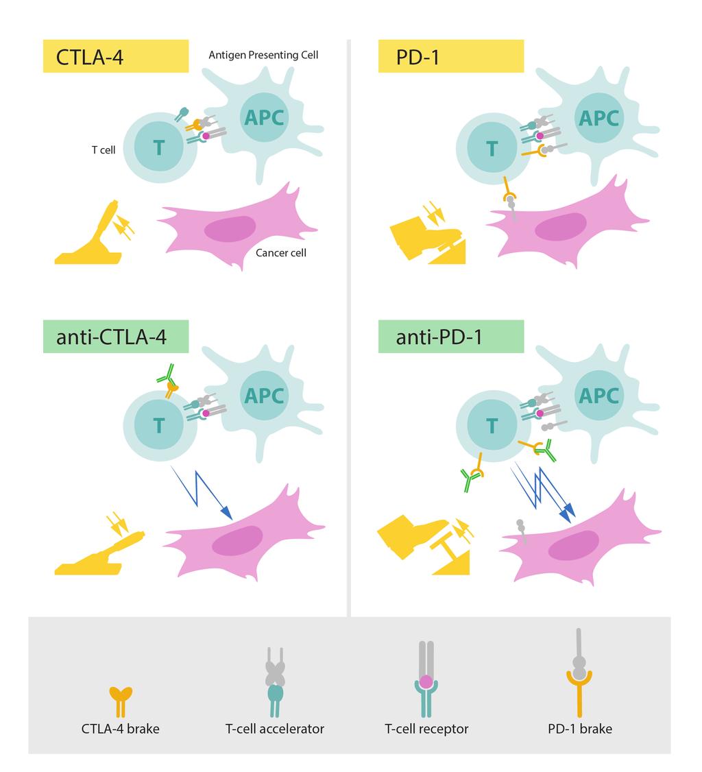 Figure: Upper left: Activation of T cells requires that the T-cell receptor binds to structures on other immune cells recognized as non-self.