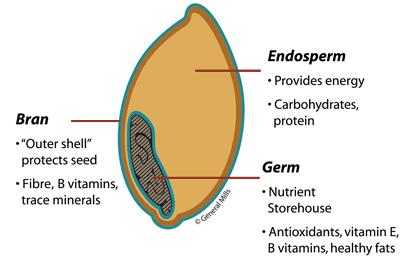 Whole Grains Whole grain means that all 3 parts of the grain kernel are included Refined grains are usually just the endosperm Look for the word whole in the ingredient