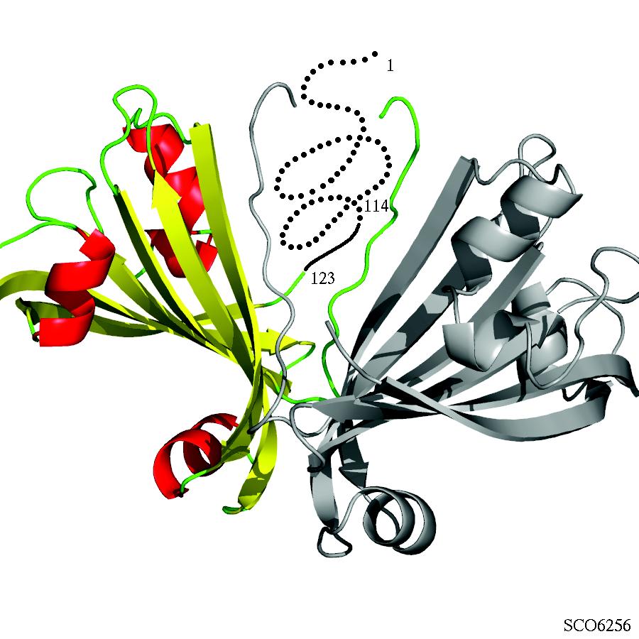 Supplementary Figure 1a Ribbon representation of SCO6256.