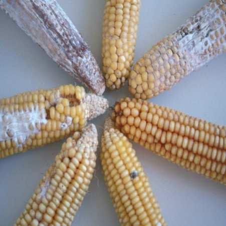 Validation of SIDA method based on Maize Does the method perform over the whole range of interest in maize?
