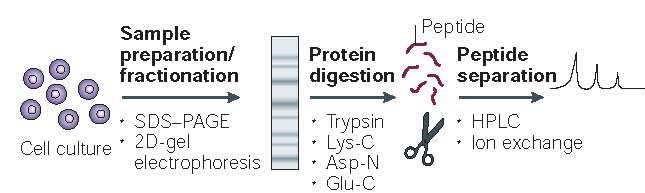 Protein Sequencing By MS Steen & Mann