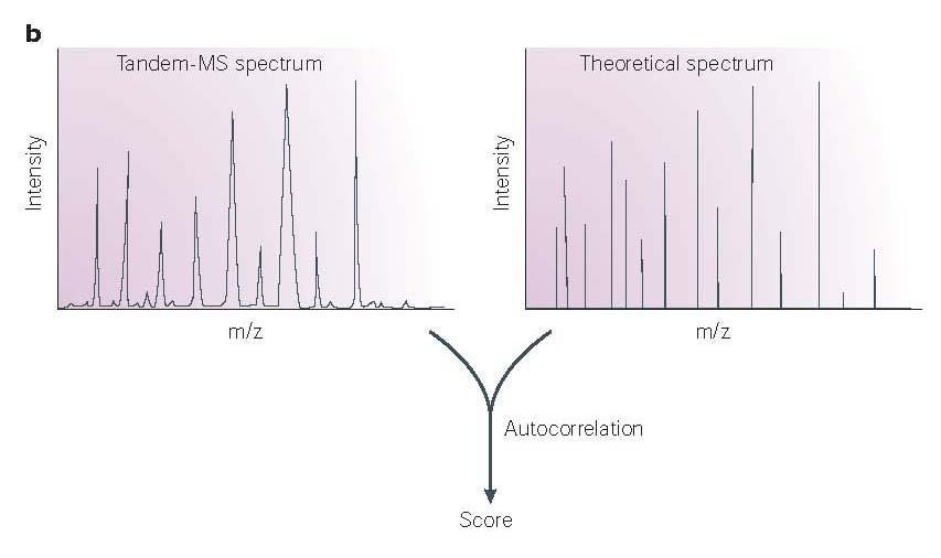 Database Searching- Sequest Algorithm Compare experimental spectra to theoretical spectra of each protein in a database.
