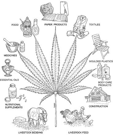 10 Industrial Hemp Industrial Hemp is a distinct variety of the cannabis sativa species <.