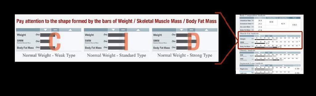 Muscle-Fat Analysis A C-Shape indicates a weak body type