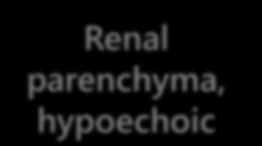 hypoechoic