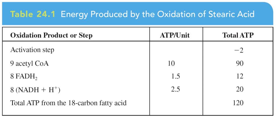 The Energy from Fatty Acids How much energy do we get from a fatty acid? The activation of stearic acid by coenzyme A to form stearoyl CoA comes from the hydrolysis of 2 ATP s (total=-2 ATP s).