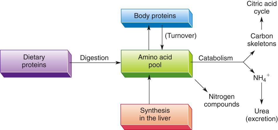 Amino Acid Metabolic Pathways Amino acids in excess of immediate body requirements cannot be stored for later use.