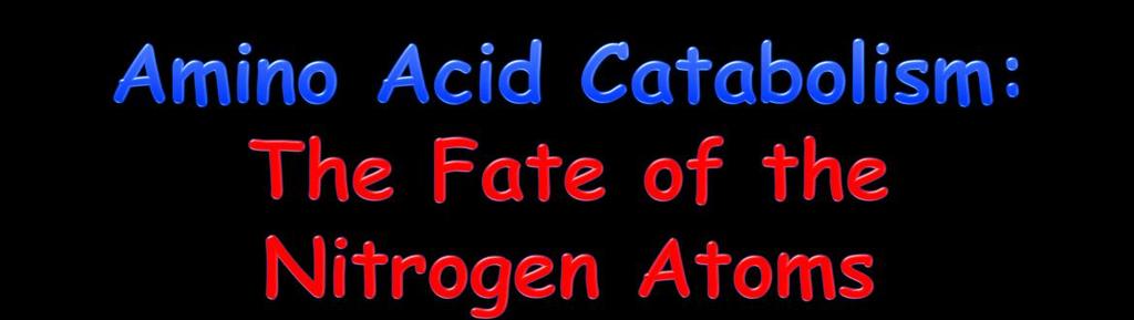 45 The Fate of Nitrogen Atoms The N atoms in amino acids are