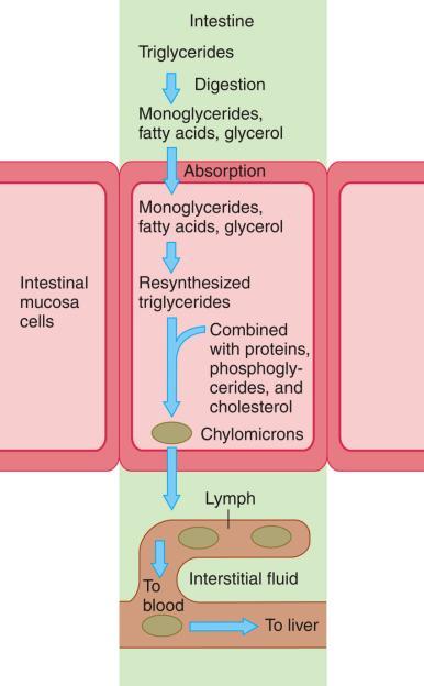 Chylomicrons The smaller molecules that are produced, along with cholesterol, are absorbed into cells of the intestinal mucosa (the innermost layer of the gastrointestinal wall), where resynthesis of