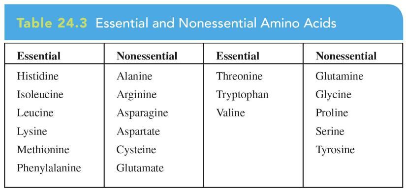 61 Essential and Nonessential Amino Acids The liver produces most of the amino acids that the body can synthesize.