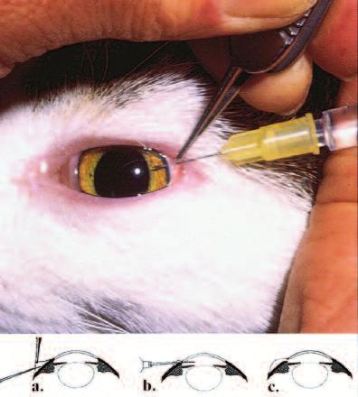 Compendium March 2001 Small Animal/Exotics 259 TABLE I Indications for Aqueous and Vitreous Humor Paracenteses in Cats Diagnosis Aqueous Humor Vitreous Humor Figure 1 Anterior chamber paracentesis.