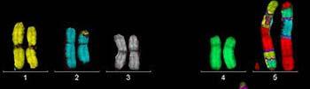 Research Challenges Some Questions Still Need Answers Human Chromosomes
