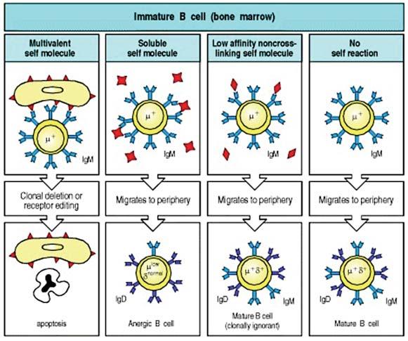 Figure 3 Stages of B cell selection in the bone marrow (6).