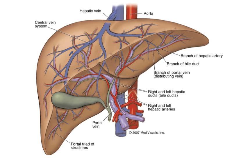 A B Figure 8 The blood supply of the liver.