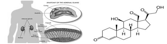 Aldosterone Steroid hormone (mineralocorticoid) Produced by zona glomerulosa of adrenal