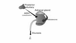 potassium concentration Adrenocorticotropic hormone Aldosterone Actions Regulate blood