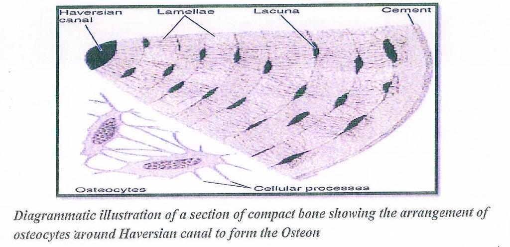 Outer fibrous layer of collagen fibers. - Inner cellular layer of osteogenic cells and cells and osteoblasts.