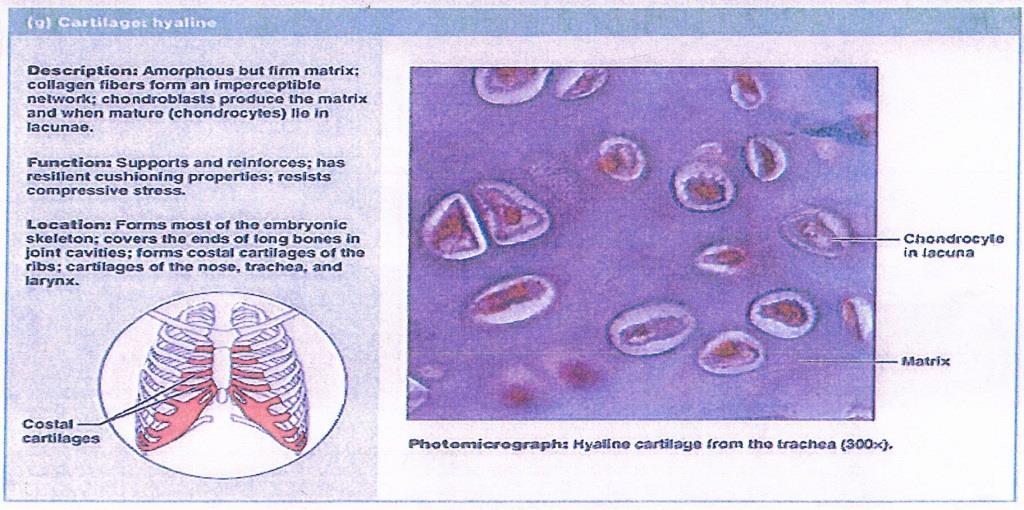 Cartilage Cartilage differs from the "connective tissues proper" which we studied in the last lab in that the matrix is a gel-like substance which gives the cartilage shape along with flexibility.