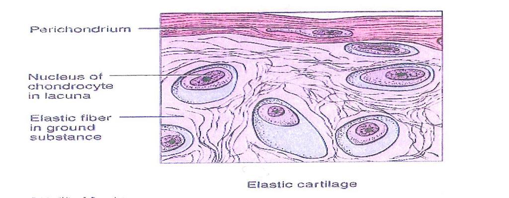 Elastic cartilage : Elastic cartilage differs from hyaline cartilage principally by the presence of elastic fibers in its matrix After staining the cartilage with orcein, these are visible