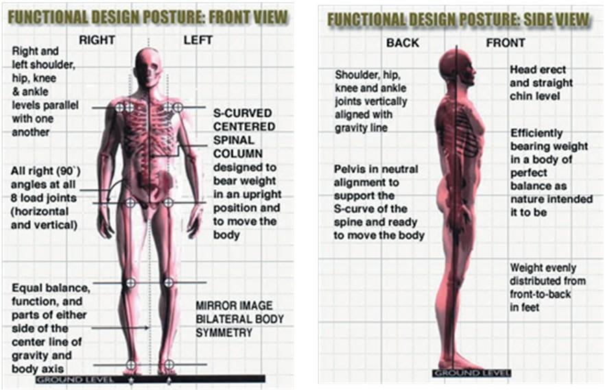 Your goal is to keep the three natural curves of your spine in their natural balanced alignment.