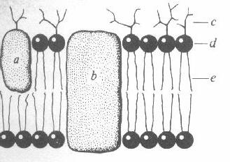 3. The diagram represents the cross-section of a cell membrane. 3 What is represented by b and e?