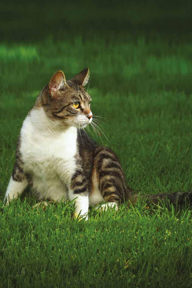 Your cat is a carnivore 5 reasons to understand. 1. NO SALIVARY AMYLASE This lack causes the pancreas to overwork because it is forced to take full responsibility for the digestion of carbohydrates.
