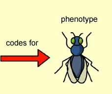 the phenotype of a fly (one trait) and then descrie its genotype.