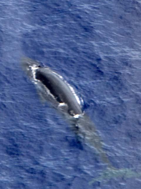 8 Figure 4. Bryde s whale sighted on Aug. 15, 2007 (Table 2).