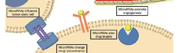 mirna regulate drug resistance, angiogenesis, TCS at multiple level AngiomiR : mir 93,miR 126 mir