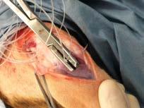 What to do if tibial tuberosity hole not large enough to pass suture and needle?! Usually in small dogs!