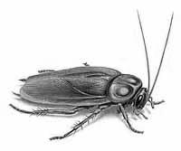 Perennial Allergens: Cockroach Food sources for the cockroach include various foods and their crumbs, paints, wallpaper pastes, and book bindings.