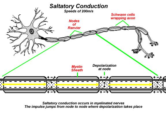 Myelin Sheath and Multiple Sclerosis In MS, the body mistakenly directs antibodies and white blood cells against proteins in the myelin sheath This results in inflammation and injury to the sheath