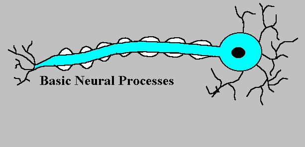occurs through an action potential (neural