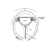 stability of the globe / shock absorbing (eye movement and trauma) - metabolic function (lens clarity and retinal function) -