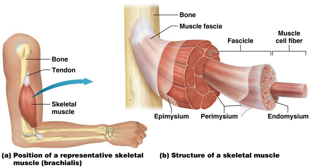 turn, enclosed by the Interconnected connective tissues taper down and connect to tendons or other connective tissues; attach muscle to bone or other structure to be moved Figure 9.