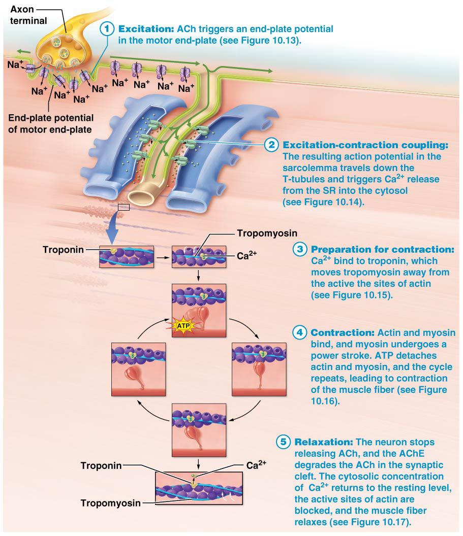 RIGOR MORTIS (P. 358) Figure 10.18 The Big Picture of Skeletal Muscle Contraction and Relaxation.
