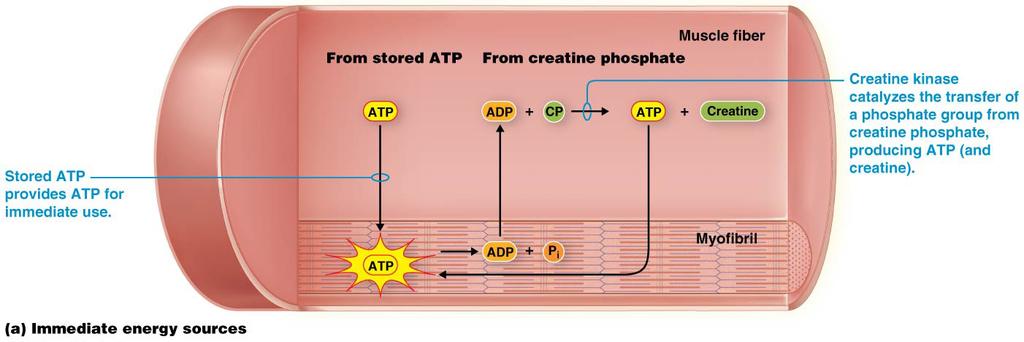 fiber and is rapidly consumed during muscle contraction it can immediately regenerate enough ATP for about 10 seconds of maximum muscle activity Oxidative catabolism in the mitochondria Figure