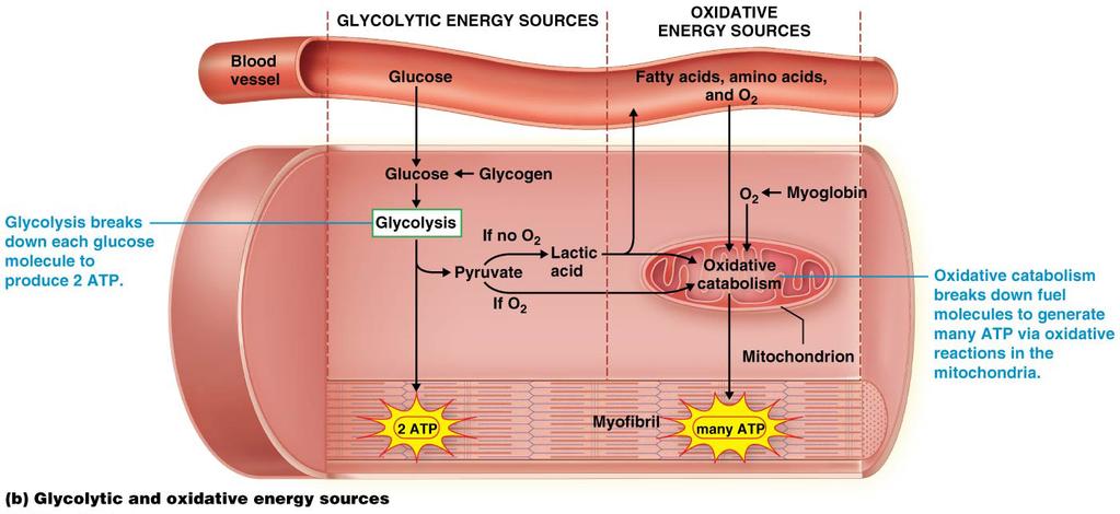 100 GLYCOLYTIC ENERGY SOURCES Glycolysis, or anaerobic catabolism, does not require oxygen directly If oxygen is abundant, pyruvate formed by glucose catabolism enters the mitochondria for oxidative