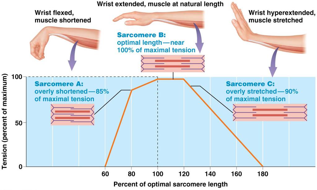 CONCEPT BOOST: UNDERSTANDING HOW EVENTS AT THE MYOFILAMENTS PRODUCE TENSION OF A WHOLE MUSCLE THE LENGTH-TENSION RELATIONSHIP Figure 10.22 The length-tension relationship.