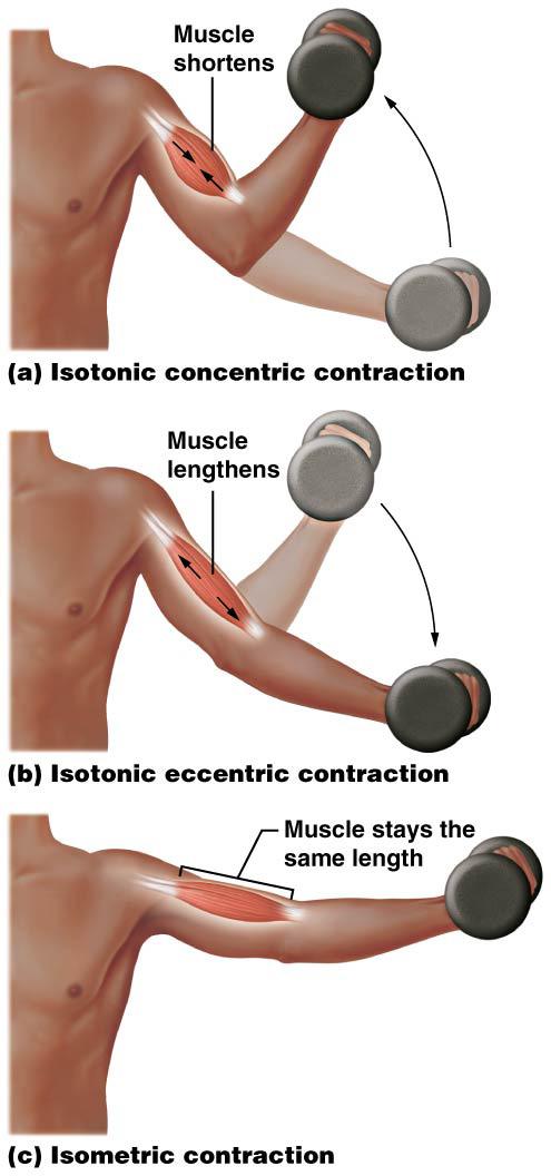 103 DELAYED-ONSET MUSCLE SORENESS (P. 370) A muscle is able to lengthen while it is contracting because the elastic filaments in its myofibrils allow it to stretch considerably Figure 10.