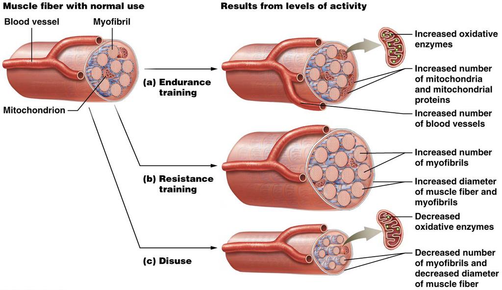 CHANGES CAUSED BY PHYSICAL TRAINING Increased oxidative enzymes, and mitochondria More efficient use of fatty acids and non-glucose fuels for ATP the changes in muscle structure as a result of