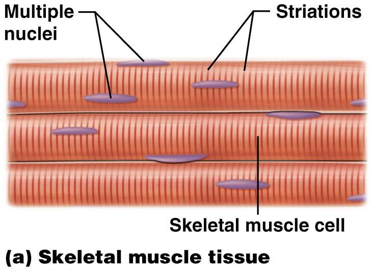 CARDIAC MUSCLE SKELETAL MUSCLE Shape Shape Striations Striations # of Nuclei # of Nuclei Control