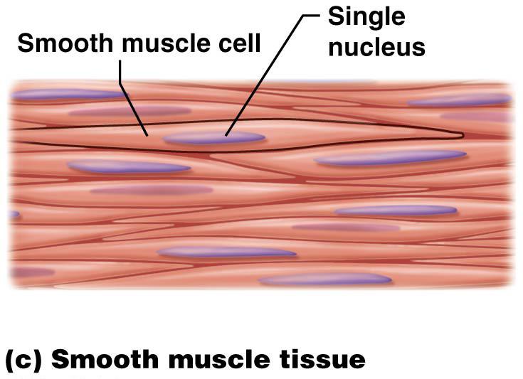 Extensibility ability of a cell that allows it to be stretched without being ruptured Location 5.
